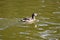 Pied billed grebe Podilymbus podiceps, 5.