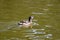 Pied billed grebe Podilymbus podiceps, 6.