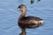 Pied-billed Grebe Podilymbus Podiceps