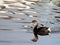 Pied-billed Grebe Reflections