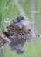 A Pied-billed grebe sitting on the nest with her chick in a local pond in Ottawa, Canada