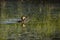 Pied-billed grebe in spring plumage floating in profile in lake with chick against reflection of green vegetation