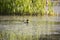 Pied-billed grebe in spring plumage floating in profile in lake with chick among reeds