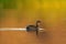 Pied-billed Grebe swimming and fishing in a lake