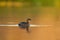 Pied-billed Grebe swimming and fishing in a lake