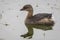 Pied-billed Grebe Swimming in a Florida Pond