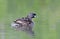 A Pied-billed grebe swimming with her chick on her back in a local pond in Ottawa, Canada