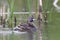 A Pied-billed grebe swimming with her chick on her back in a local pond in Ottawa, Canada