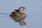 A Pied-billed grebe swimming with her chick on her back in a local pond in Ottawa, Canada