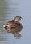 A Pied-billed grebe swimming with her chick on her back in a local pond in Ottawa, Canada