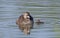 A Pied-billed grebe swimming with her chick in a local pond in Ottawa, Canada