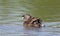 A Pied-billed grebe swimming with her chicks on her back in a local pond in Ottawa, Canada