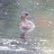 Pied-billed grebe swimming in lake