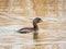 Pied-Billed Grebe Swimming in River