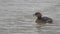 Pied-billed Grebe in water under heavy rain