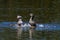 Pied-billed Grebes