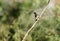 Pied bush-chat