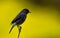 Pied bush chat