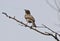 The pied bush chat Saxicola caprata female