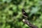 Pied bushchat