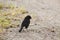 Pied Bushchat