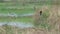 Pied bushchat bird resting and flying in the paddy field