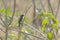 Pied Bushchat Female on the Branch