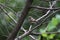 Pied bushchat juvenile