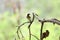 Pied bushchat juvenile