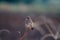 A pied bushchat perched on a tiny twig of plant