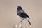 Pied Bushchat Saxicola caprata