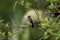 Pied bushchat saxicola caprata-juvenile