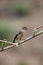 Pied bushchat saxicola caprata-juvenile