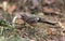 Pied bushchat saxicola caprata-juvenile