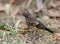 Pied bushchat saxicola caprata-juvenile