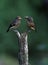 Pied bushchat saxicola caprata-juvenile feeding