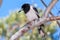 Pied Butcherbird