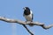 Pied Butcherbird with blue sky background