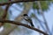 A Pied Butcherbird On A Branch
