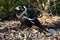 Pied Butcherbird, Gymnorhina tibicen, excels in singing, Western Australia