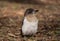 Pied Butcherbird juvenile standing on the ground