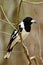 Pied butcherbird male