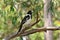 Pied butcherbird male