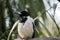 The pied butcherbird is perched on a branch