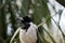 The pied butcherbird is perched on a branch