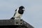 Pied Butcherbird in Queensland Australia