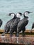 Pied cormorant