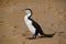 Pied Cormorant