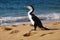 Pied Cormorant