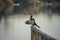 Pied cormorant sitting on wooden railing